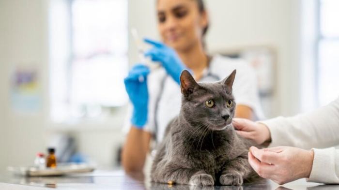 Pet insurance that includes spaying/neutering
