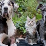 Pet insurance comparison chart