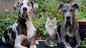 Pet insurance comparison chart